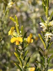 Mirbelia pungens