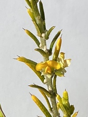 Mirbelia pungens