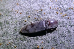 Stenagostus rhombeus