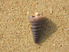Telescopium telescopium