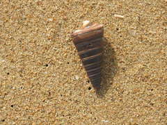 Telescopium telescopium
