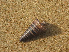 Telescopium telescopium