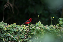 Ramphocelus bresilius