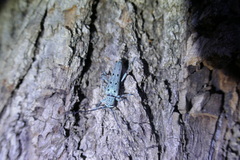 Saperda octopunctata