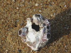 Megabalanus tintinnabulum