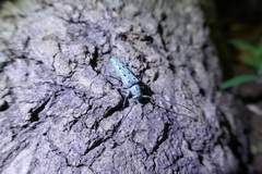 Saperda octopunctata