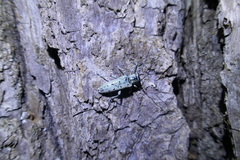 Saperda octopunctata