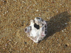 Megabalanus tintinnabulum