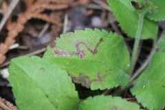 Phytomyza crassiseta