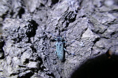 Saperda octopunctata