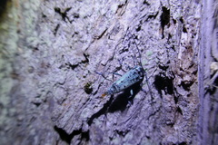 Saperda octopunctata