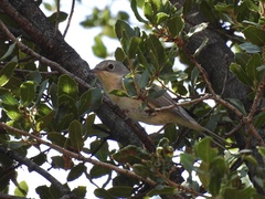 Curruca cantillans albistriata