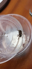 Selenocosmiinae