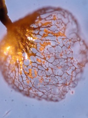Cribraria macrocarpa