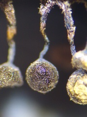 Cribraria macrocarpa