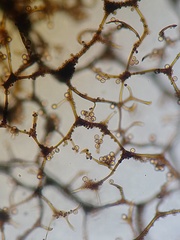Cribraria macrocarpa