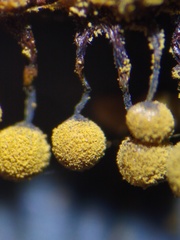 Cribraria macrocarpa