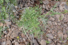 Garuleum bipinnatum
