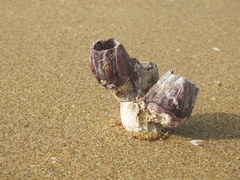 Megabalanus tintinnabulum