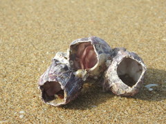 Megabalanus tintinnabulum