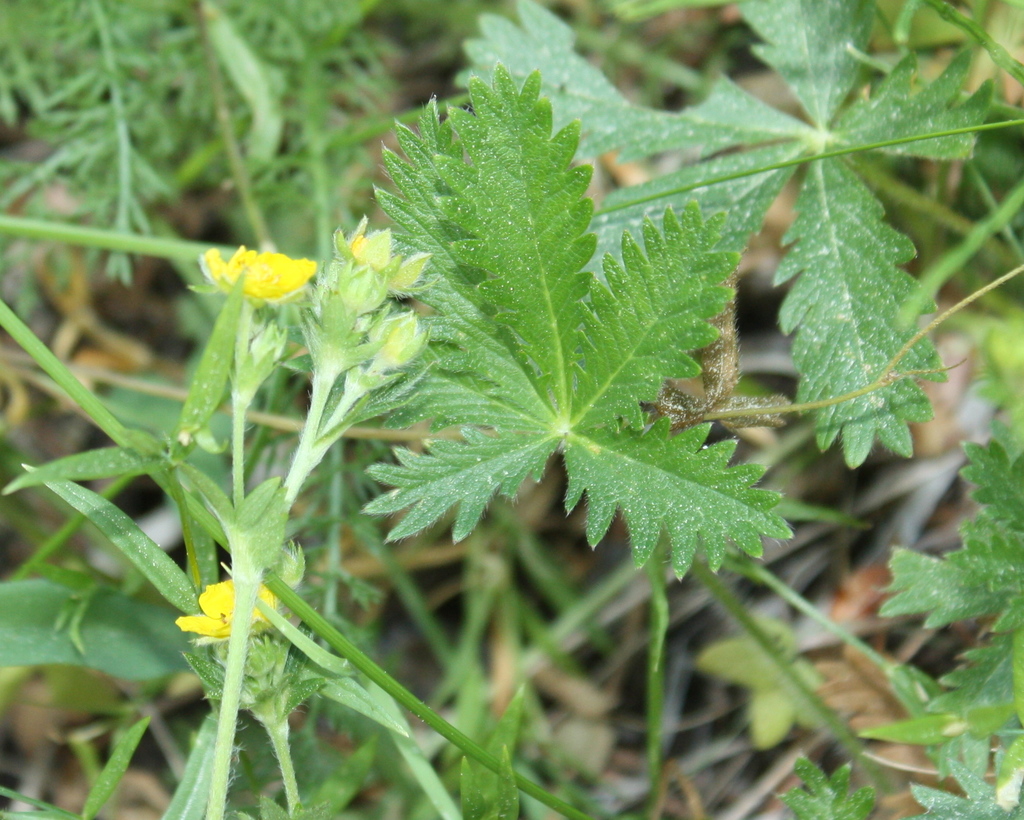 slender cinquefoil on July 21, 2012 at 12:40 PM by Scott Loarie ...