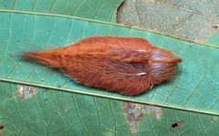 Lepidoptera
