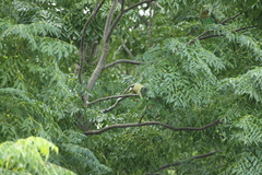 Poicephalus robustus