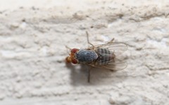 Prosopomyia pallida