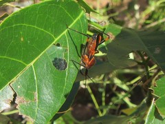 Poecilobdallus formosus