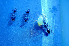 Ochetellus glaber