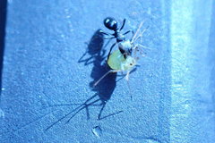 Ochetellus glaber