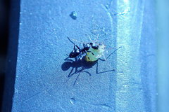 Ochetellus glaber