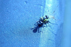 Ochetellus glaber
