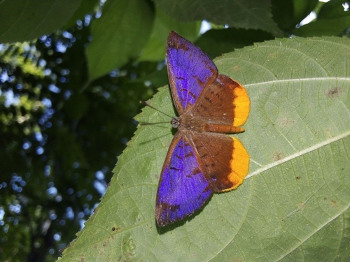 Hypophylla sudias