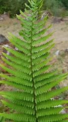 Dryopteris affinis