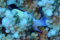 Dascyllus marginatus