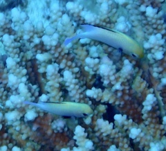 Dascyllus marginatus