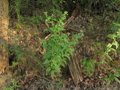 Eupatorium × truncatum