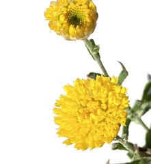 Rutidosis murchisonii