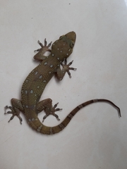 Hemidactylus prashadi