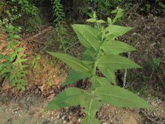 Eupatorium × truncatum