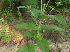 Eupatorium × truncatum