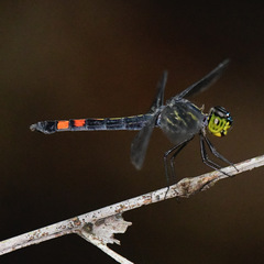 Agrionoptera sexlineata