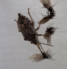 Podisus serieventris