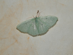 Prasinocyma neglecta