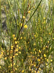 Acacia juncifolia