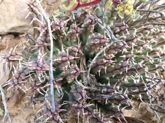 Tridentea gemmiflora