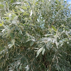 Elaeagnus angustifolia