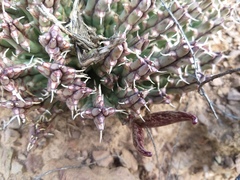 Tridentea gemmiflora