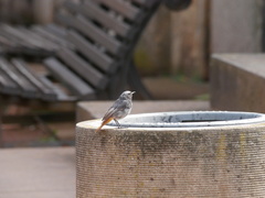 Phoenicurus ochruros